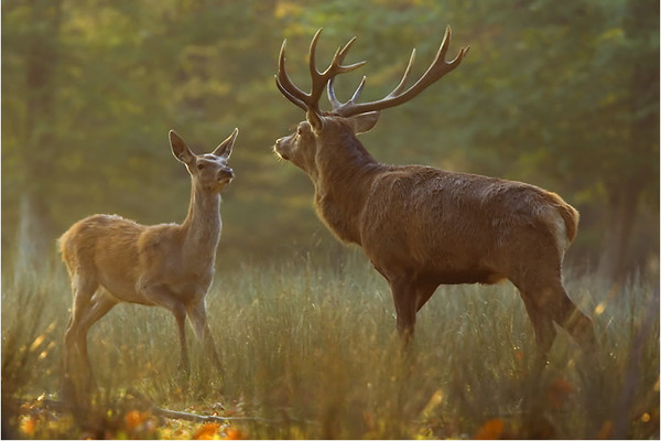 quel est le petit de la biche et du cerf